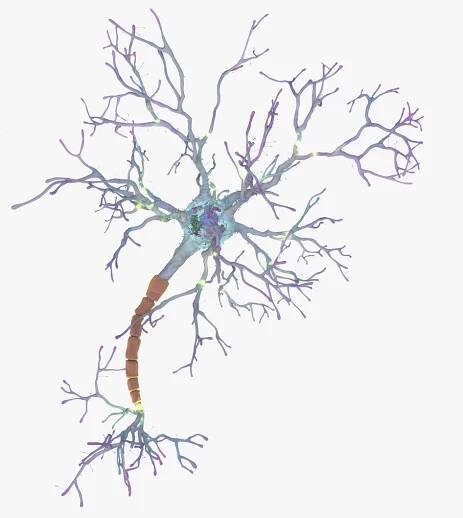 neurons synapses myelin c4d https://p.turbosquid.com/ts-thumb/hM/Rmhu9D/tVvNk0XJ/neurons03_0018/jpg/1475479068/1920x1080/fit_q87/8018316d8deab925e6635fdad5ece9940def6cb6/neurons03_0018.jpg