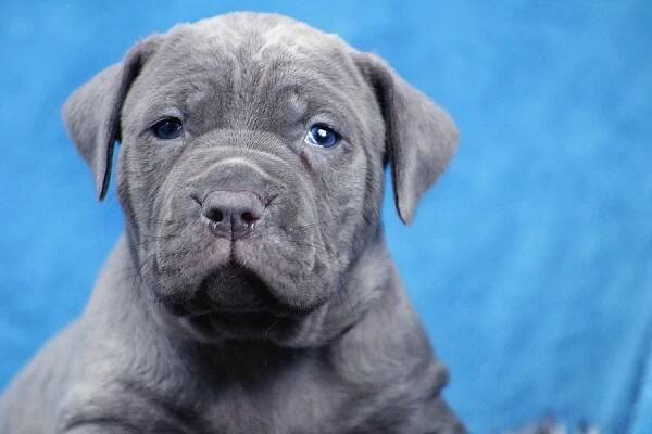 Americký bandog