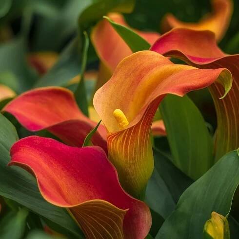 Kala Mango - Zantedeschia - hlízy kaly - 1 ks