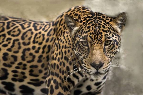 Jaguar spots have a series of smaller spots within the rosettes. 