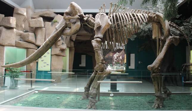 Stegodon