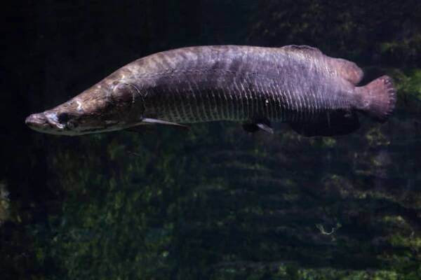 Arapaima velká (Arapaima gigas), také známý jako po arapaimách. — Stock obrázek