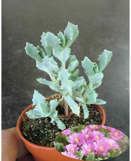 Oscularia deltoides