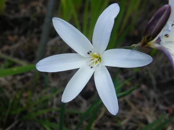 Sparaxis grandiflora