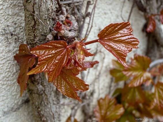 Loubinec trojlaločný Veitchii - jarní listy (Parthenocissus tricuspidata), listy
