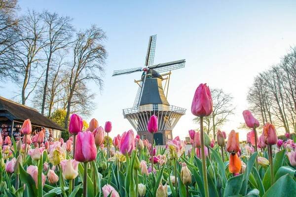 Admission to Keukenhof from Amsterdam