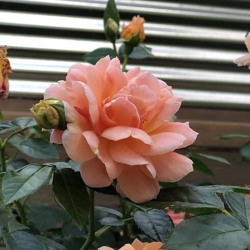 AT LAST® Rose - Order Online