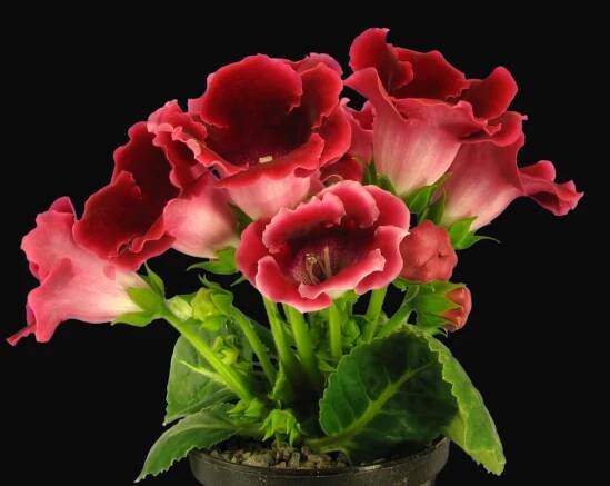 Gloxinia "Sinningia Speciosa" is beautiful flower when in bloom, apt to receive cluster of large bell-shaped flowers in green fuzzy leaves.