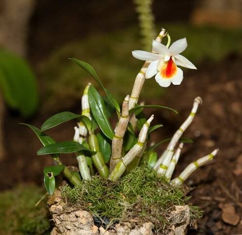 Dendrobium christyanum