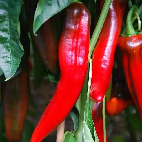 Rajče papriky červené čerstvé biopotraviny zdravá zahrada pěstování zeleniny přirozené zelené listy zdraví pro rodinu ekologická zahrada zdravé jídlo.