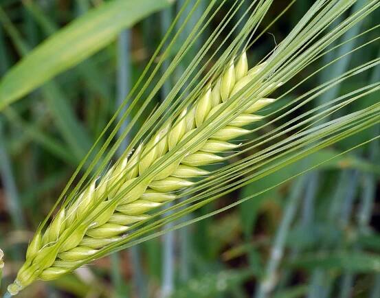 Gerstengraspulver – Ein echtes Superfood