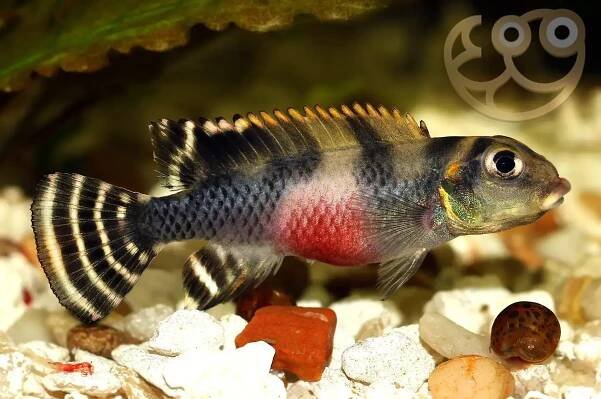 Transvestite Dwarf Cichlid - Nanochromis transvestitus Fish Profile & Care Guide