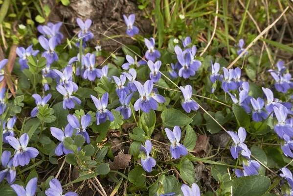 viola odorata - podrost - stock snímky, obrázky a fotky