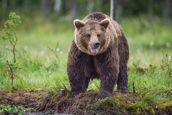 Muža na Orave v chatovej oblasti prefackal medveď, ľudia už prestávajú chodiť do lesa