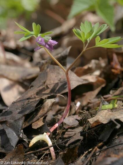 Dymnivka bobovitá (Corydalis intermedia)