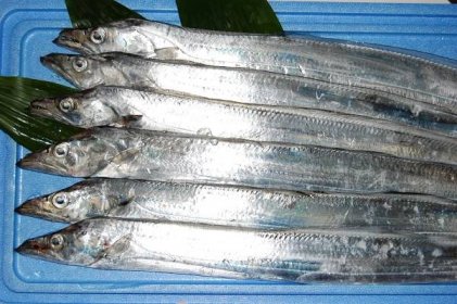 Japanese Seasonal Fish: Tachiuo/Scabbard Fish
