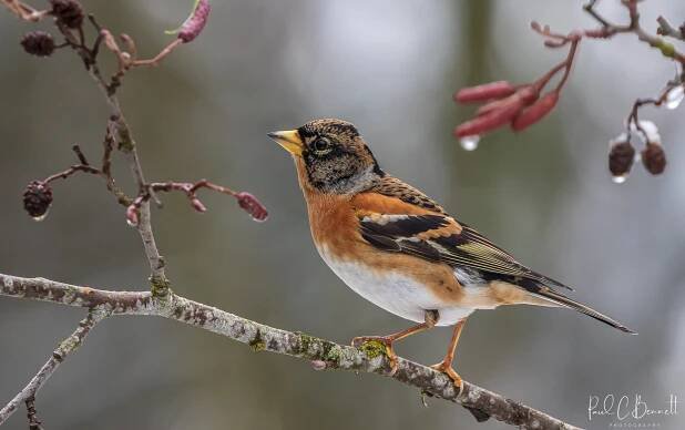 Wildlife Images by Paul C Bennett | Brambling Male Cheshire