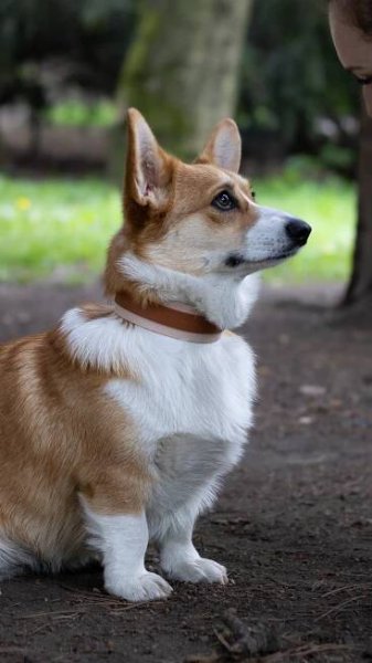 Biothane voděodolný obojek, barevný biothane obojek, voděodolný obojek, obojek na míru, nastavitelný biothane obojek, corgi, welsh corgi v béžovém biothanovém obojku