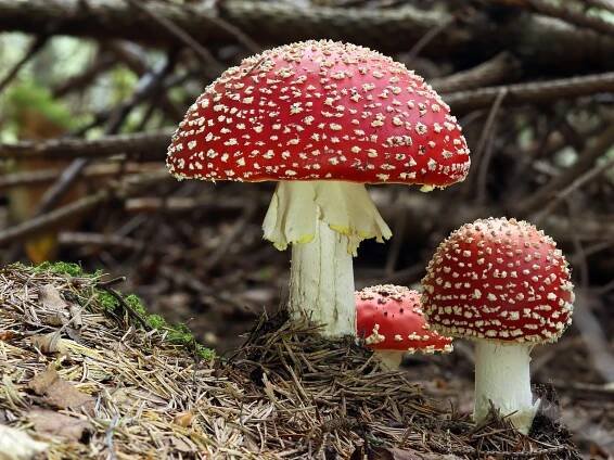 Amanita muscaria - muchomůrka červená