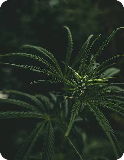 Jack Herer 15% THCP