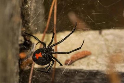 Žena lov pavouk černá vdova v její web v noci. — Stock obrázek
