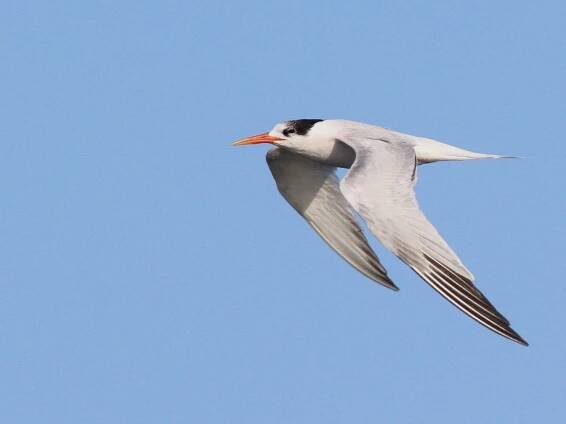 Nonbreeding adult - ML70195231