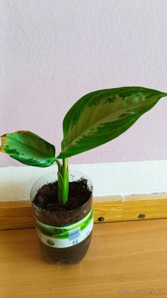 Aglaonema Commutatum