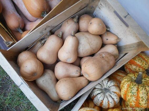 Tykev pižmová - Cucurbita moschata