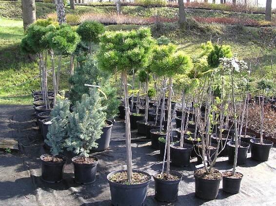 Prodej okrasných dřevin - GinkGo Plzeň - Zahrady a květiny