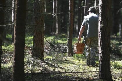 Z houbaření se stále častěji stává drama: Jak nezabloudit v lese?