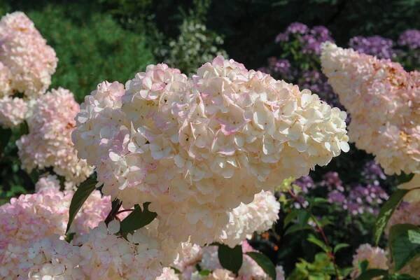 White-pink Hydrangea paniculata flower