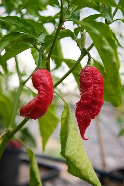 Jay's Red Ghost Scorpion