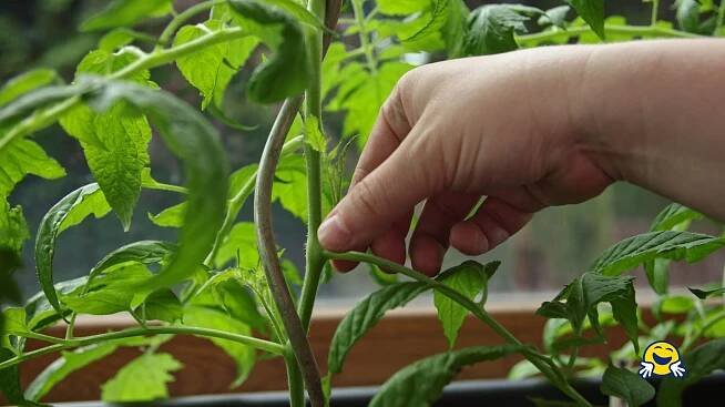 Zaštipování bočních výhonů rajčat: 🍅 Jak zaštipovat rajčata? - Návod - Šikulio