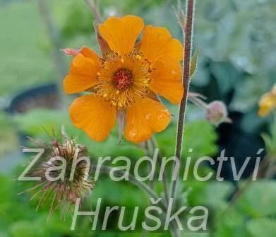 Geum heldreichii Georgensberg