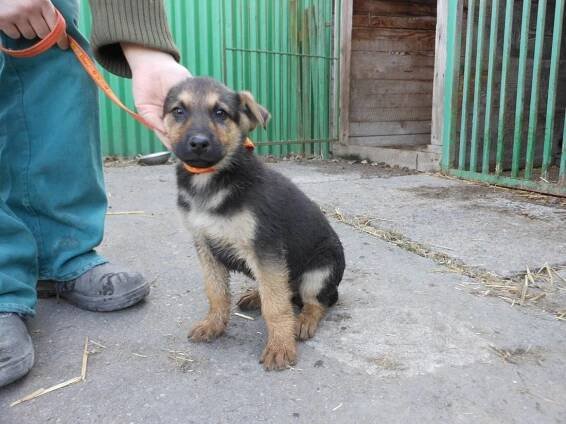 Psi k adopci z útulků, azylů a neziskových organizací