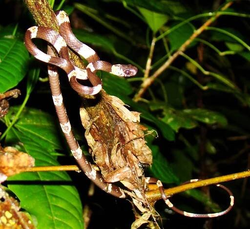 Dipsas gracilis - Wikipedia