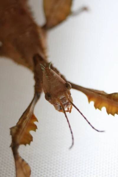 Soubor:Extatosoma tiaratum - Green horns.jpg