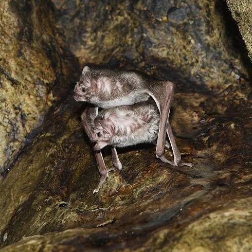 Animal Sex: How Bats Do It