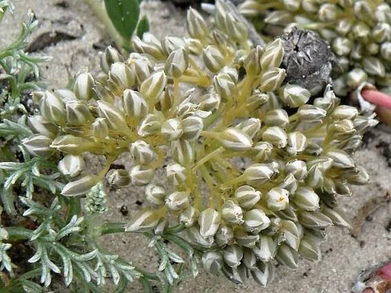 Limeum africanum