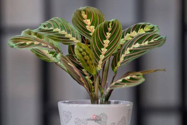 Maranta: elegantná izbová rastlina, ktorá vás očarí - Garden centrum Záhradníci