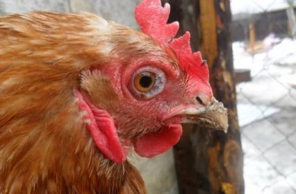 U kuřat mají červy: první příznaky a léky na léčbu