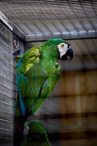 ZOO Bošovice: Papouščí ráj » evillina.com