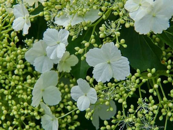 Hortenzie řapíkatá (Hydrangea petiolaris)