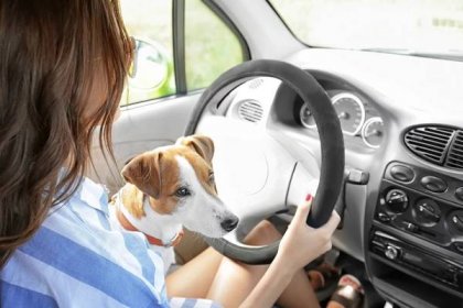 Každý třetí majitel převáží psa v autě špatně. Hrozit mu může pokuta až 200 000 korun
