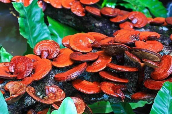 Houba Lesklokorka lesklá (Reishi) a její účinky