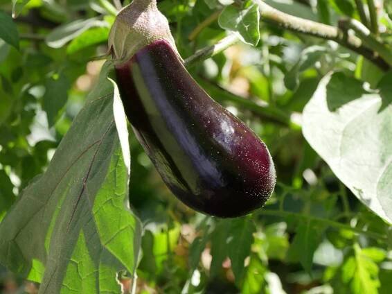 Aubergine im heimischen Garten, Rheinland-Pfalz, Deutschland Aubergine at domestic Garden