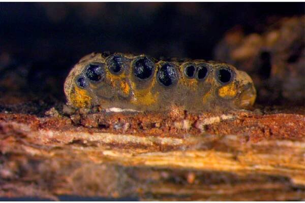 Sordariomycetes