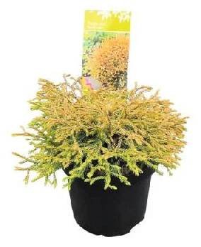 Zerav západní, túje Thuja occidentalis 'Golden Tuffet' 20-30 cm květináč 2,5 l
