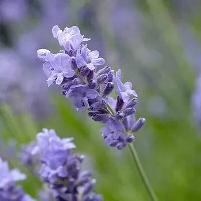 Obrázek produktu pro 6 x Levandule Munstead - Lavandula Angustifolia 'Munstead' - květináč 9 cm x 9 cm