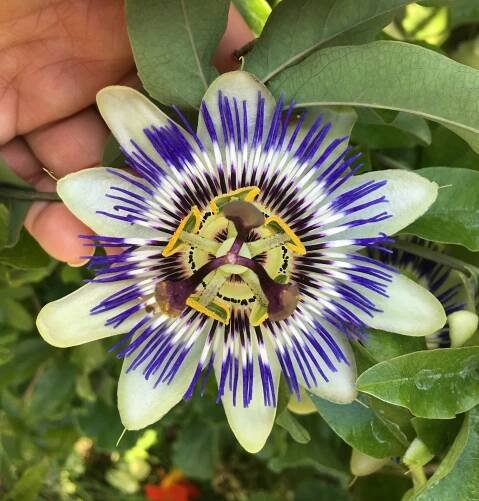 Passiflora Caerulea